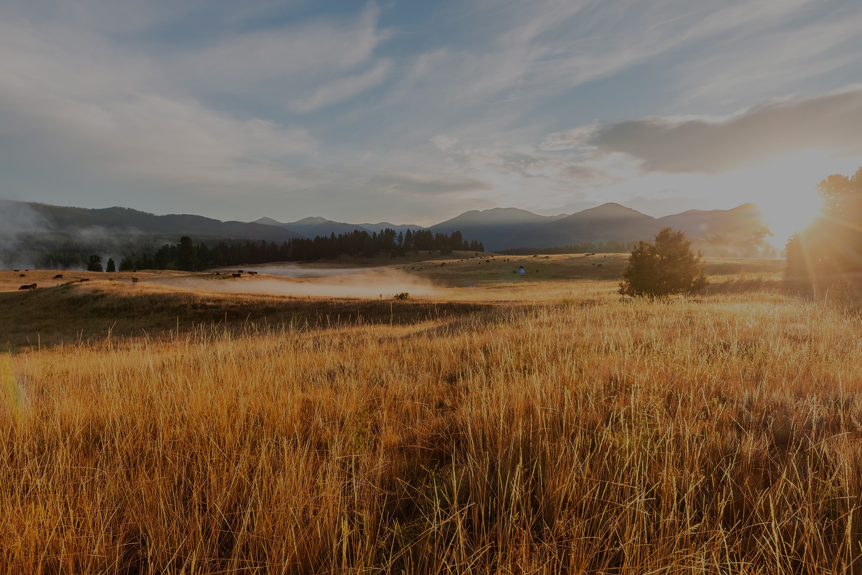 Golden crop field stretching toward distant mountains at sunset